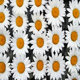 daisy wallpaper iphone