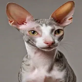 cornish rex breed