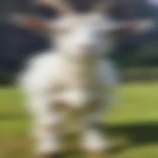 png goat