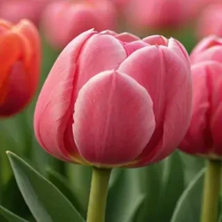 tulip iphone wallpaper