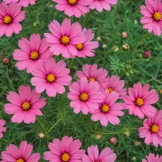 cosmos flower