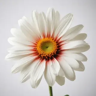 flower on white background