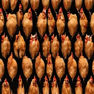 chicken background