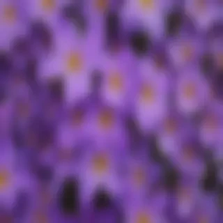 background flower purple