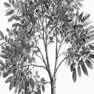 eucalyptus clipart black and white