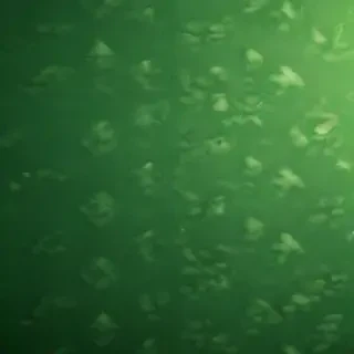 green wallpaper phone