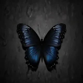 black butterfly wallpaper