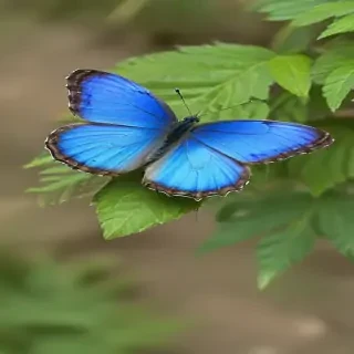 blue butterfly