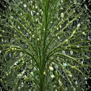 transparent plant