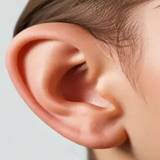 ear png