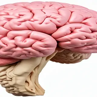 brain png