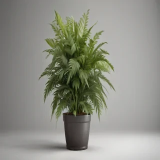 house plant png