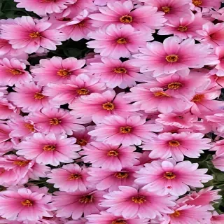 pretty flowers