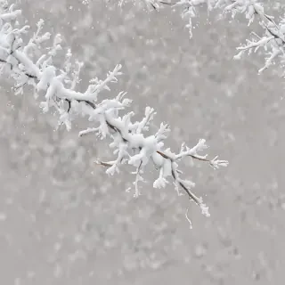 snow transparent background