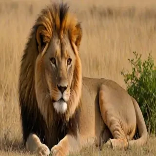 lion pictures