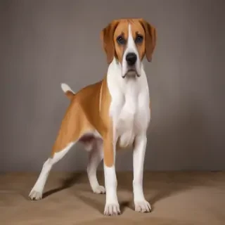 american boxer foxhound