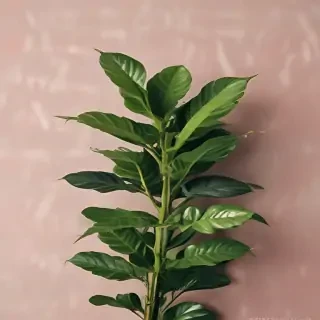 plant desktop wallpaper