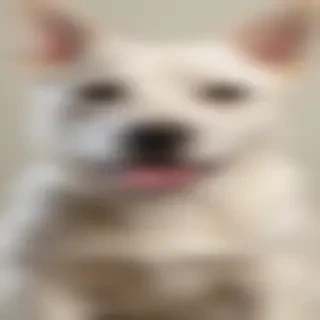 dog wallpaper