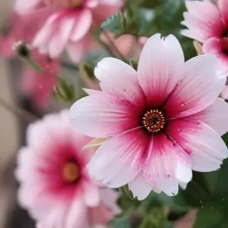 cute aesthetic wallpapers flowers