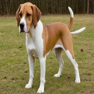 american boxer foxhound