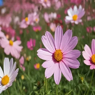 cosmos flower