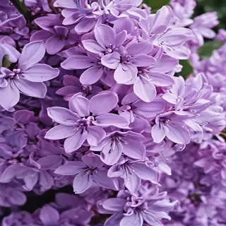 lilac wallpaper iphone