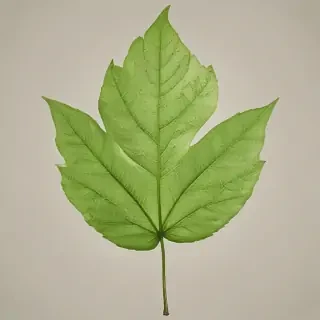 leaf png transparent