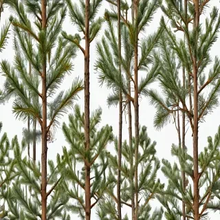pine tree transparent