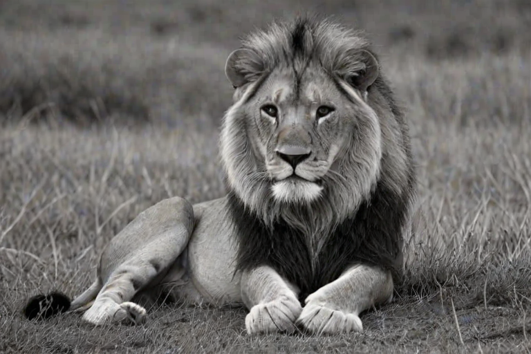 lion black and white pictures