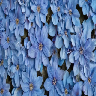 background blue flower