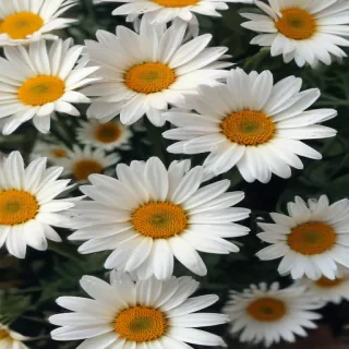 iphone daisy wallpaper