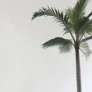 white background aesthetic