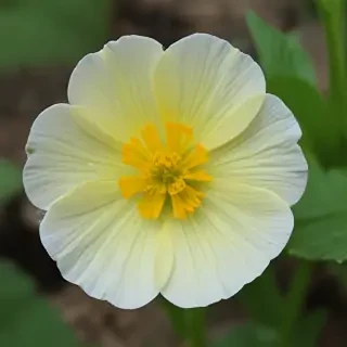 buttercup flower