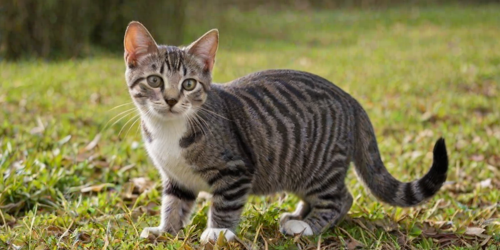 european shorthair breed