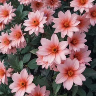 flower aesthetic backgrounds