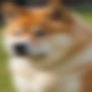 akita inu dog breed