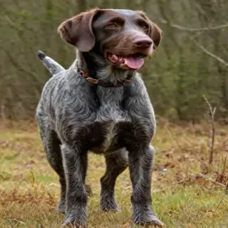 german wirehaired pointer