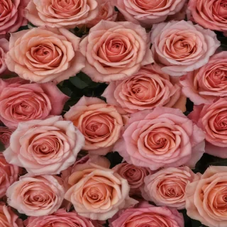 aesthetic rose background