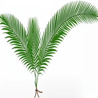 palm leaf png