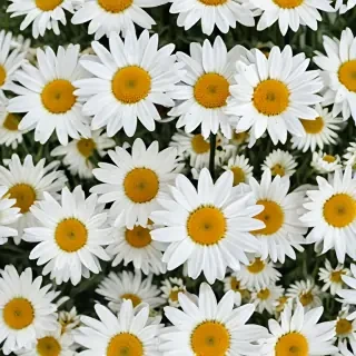 wallpaper daisy flower