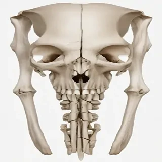bones png