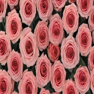 aesthetic rose background
