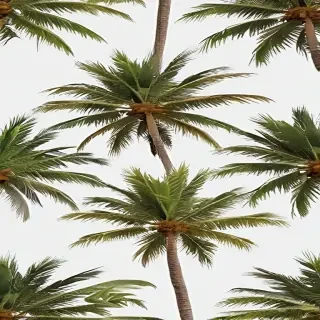 palm trees png