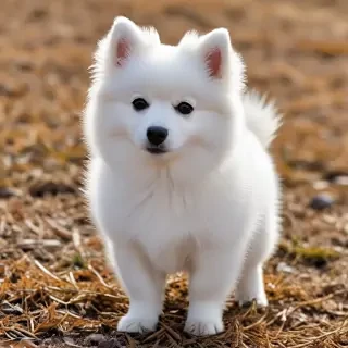 japanese spitz dog breed