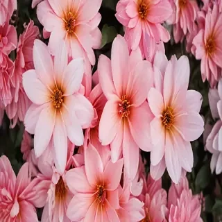 iphone wallpaper flower background