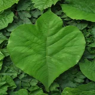 leaf background green