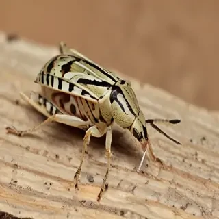 locust bug
