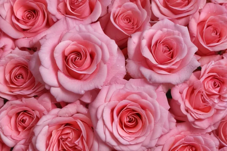 rose rose wallpaper