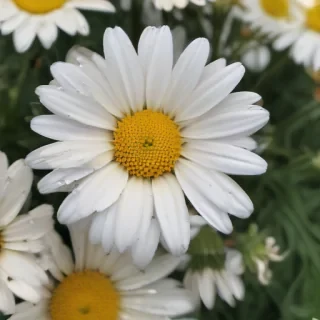 aesthetic daisy wallpaper