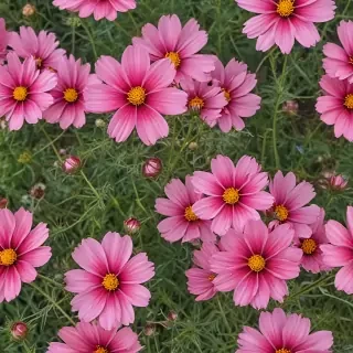 cosmos flower